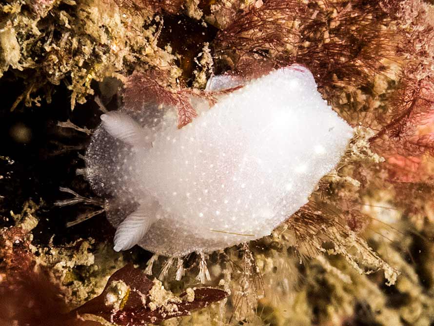 Cadlina laevis